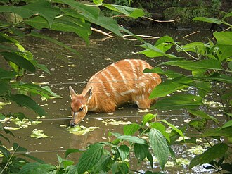 Saiwa Swamp National Park