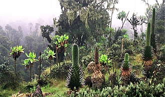 Rwenzori Mountains National Park - Kilembe Route entry point